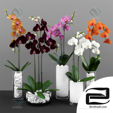Phalaenopsis orchids set phalaenopsis orchid set 24