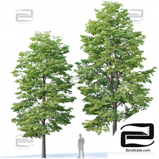 Trees Trees Tilia europaea 40
