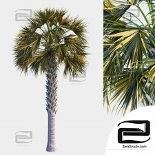Palm Tree Set 03