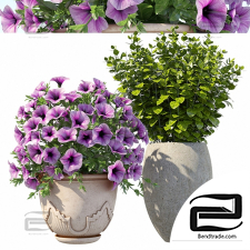 Street plants Petunia with bushes