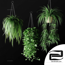 Indoor plants in hanging wicker flowerpots
