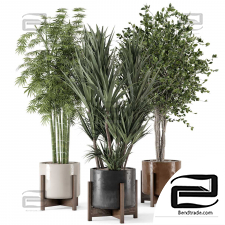 Indoor Plants 302