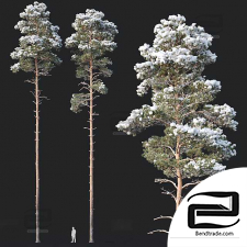 Pinus sylvestris trees