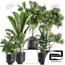 Indoor plants Collection 401