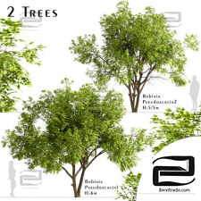 Trees Set of Robinia Pseudoacacia Trees