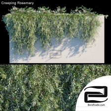 Creeping Rosemary Plant Walls