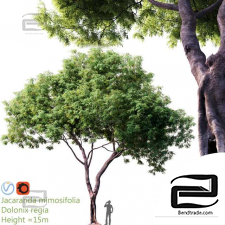 Trees Jacaranda mimosifolia
