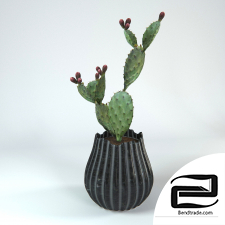 Cactus 3D Model id 14517