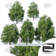 Trees Trees Pinus sylvestris 28