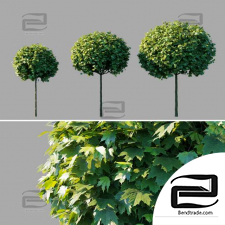 Acer platanoides Globosum trees