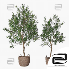 Olive tree indoor plants
