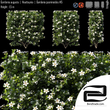 Gardenia augusta bushes 02
