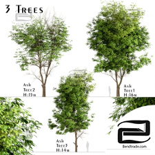 Trees Trees Ash 3