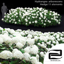 Hydrangea Bushes