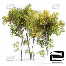 Acer Saccharinum Trees