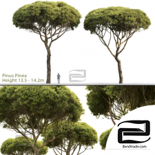 Trees Trees Pinus Pinea