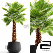 Indoor plants palm 07