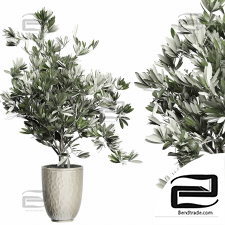Indoor plants Olive Tree 07