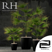 Indoor plants RH caldera planter