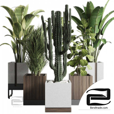 Indoor plants Collection 201