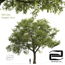 Trees Trees Elm 16