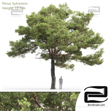 Trees Trees Pinus sylvestris