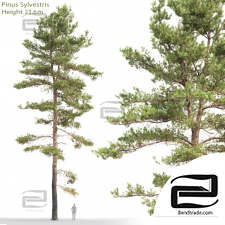 Trees Trees Scots pine 57