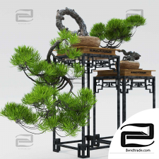 Indoor plants bonsai 31