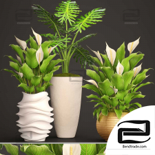 Indoor plants philodendron,Spathiphyllum