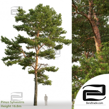 Trees Trees Pinus sylvestris 67