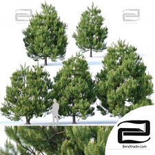 Trees Trees Pinus sylvestris 5