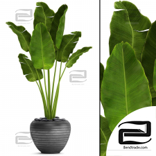 Houseplants banana palm 07