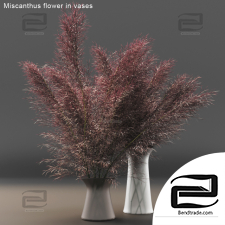 Bouquet Bouquet Miscanthus flower in vases 02