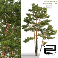 Trees Trees Pinus sylvestris 65