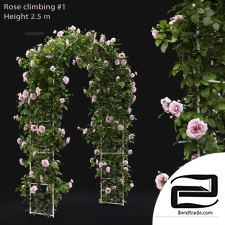 Bushes Climbing rose