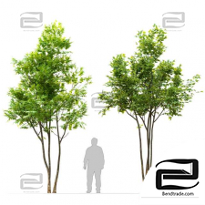 Two maple tree trees