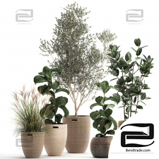 Indoor plants Collection 396