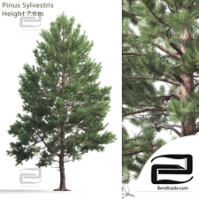 Trees Trees Scots pine 37