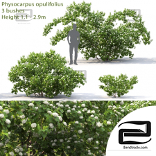 Bushes Physocarpus opulifolius 3