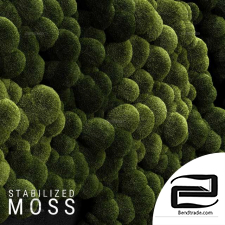Stabilized Moss 3