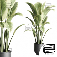 ficus elastica pot Indoor outdoor plant 229 concrete