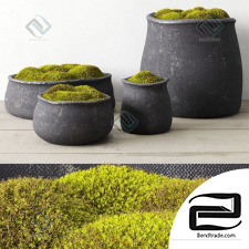 concrete vessel with moss