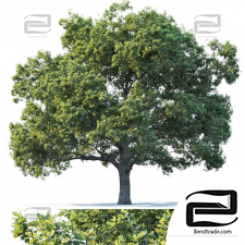 Common oak trees