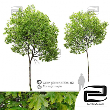 Acer platanoides trees