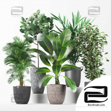 Plant collection01