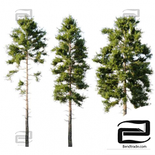 Common pine trees