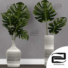 Indoor plants Monstera leaf in vase