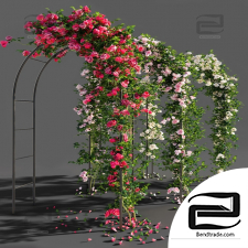 Street plants Arch with roses