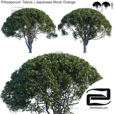 Pittosporum Tobira Trees