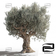 Olives trees 21